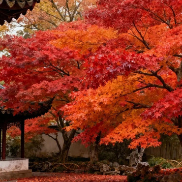 Red Maple Seeds - Verdseeds