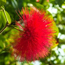 Red Mimosa Tree Seeds - Verdseeds