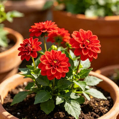 Red Mini Dahlia Seeds - Verdseeds
