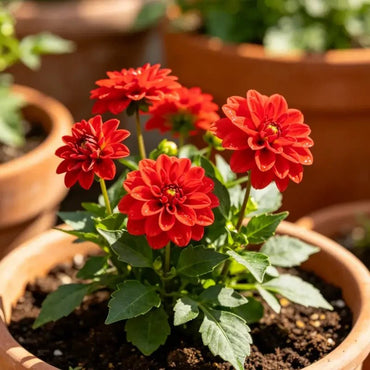 Red Mini Dahlia Seeds - Verdseeds