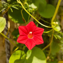 Red Morning Glory Seeds - Verdseeds