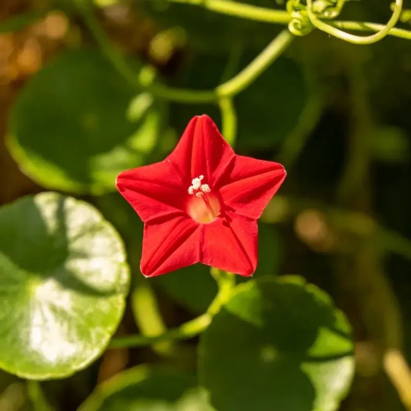 Red Morning Glory Seeds - Verdseeds