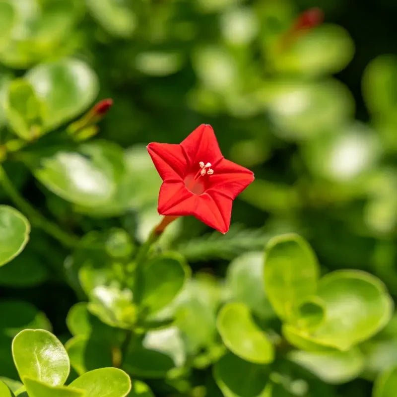 Red Morning Glory Seeds - Verdseeds