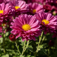 Red New York Aster Seeds - Verdseeds