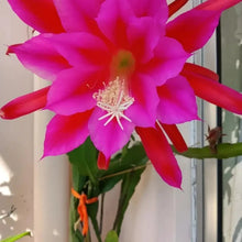Red Night-Blooming Cereus Seeds - Verdseeds
