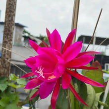 Red Night-Blooming Cereus Seeds - Verdseeds