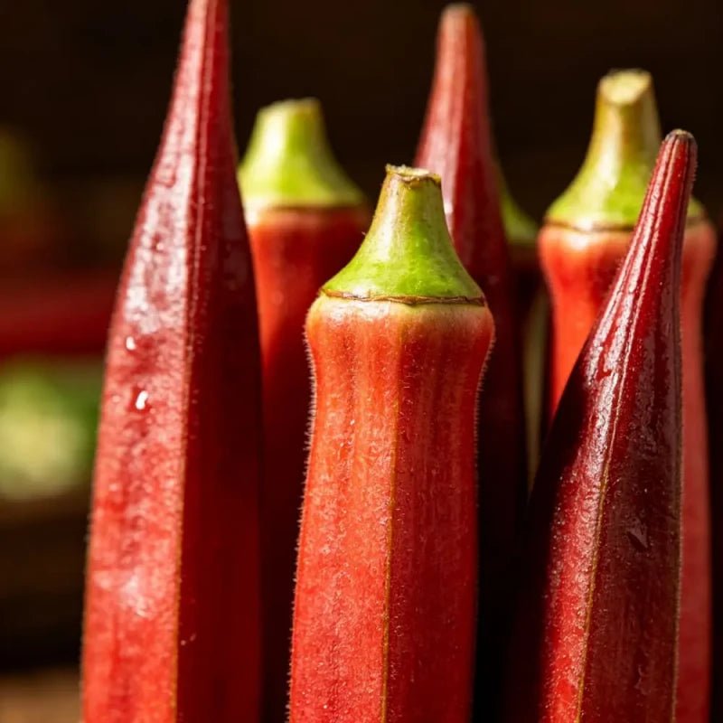 Red Okra Seeds - Verdseeds