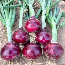 Red Onion Seeds - Verdseeds