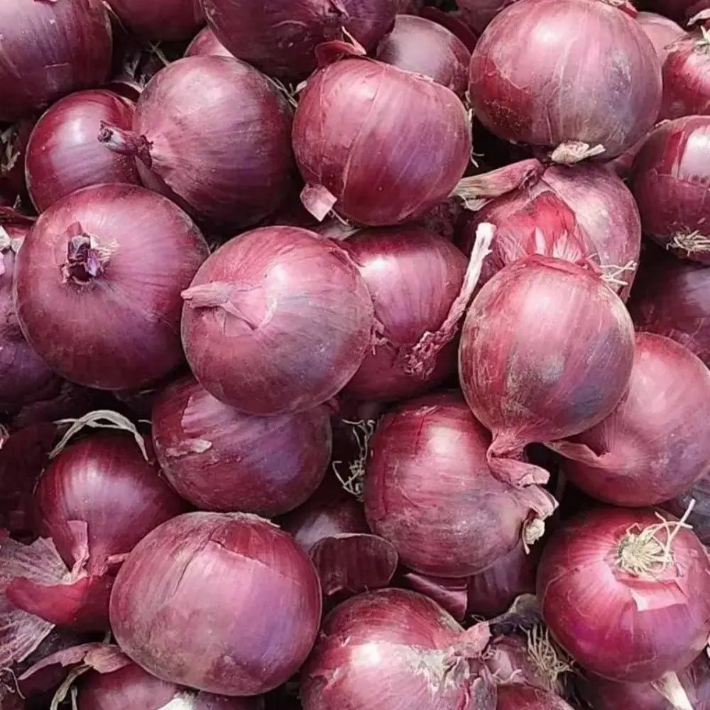 Red Onion Seeds - Verdseeds