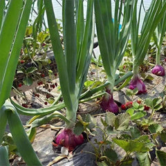 Red Onion Seeds - Verdseeds