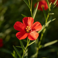 Red Perennial Flax Seeds - Verdseeds