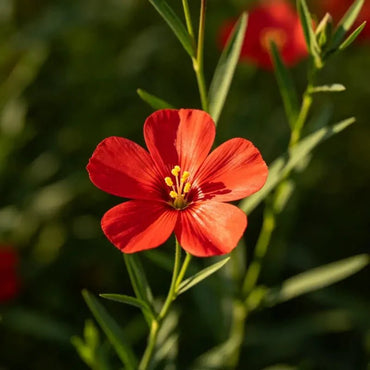 Red Perennial Flax Seeds - Verdseeds