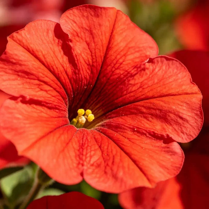 Red Petunia Seeds - Verdseeds