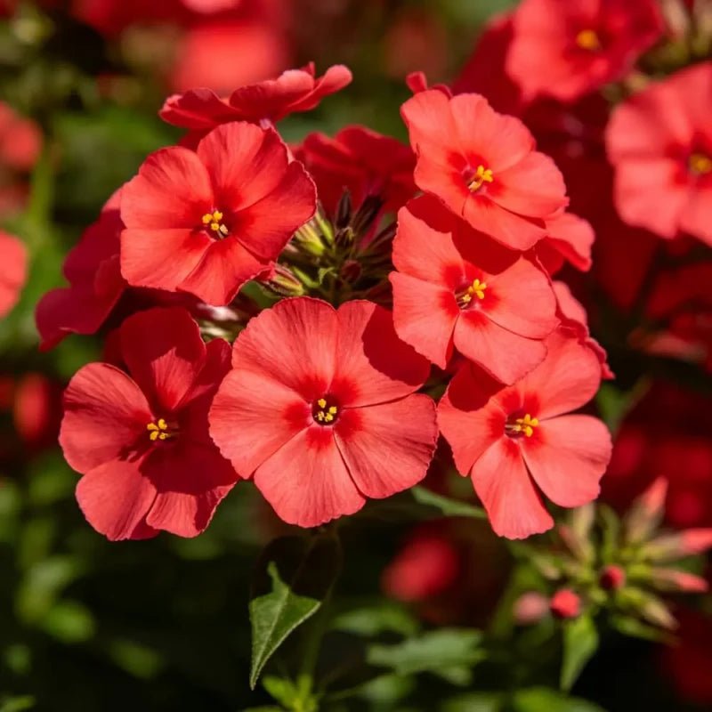 Red Phlox Seeds - Verdseeds