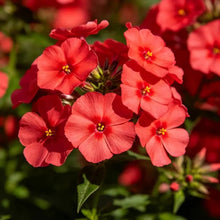 Red Phlox Seeds - Verdseeds