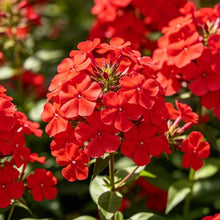 Red Phlox Seeds - Verdseeds