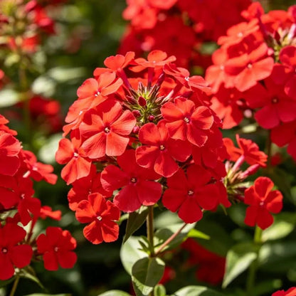 Red Phlox Seeds - Verdseeds