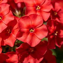 Red Phlox Seeds - Verdseeds
