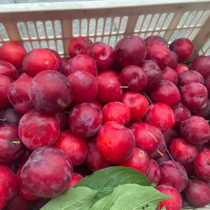 Red Plum Seeds - Verdseeds