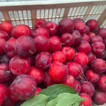 Red Plum Seeds - Verdseeds