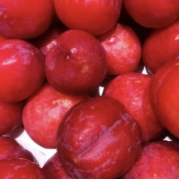 Red Plum Seeds - Verdseeds