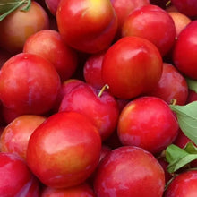 Red Plum Seeds - Verdseeds
