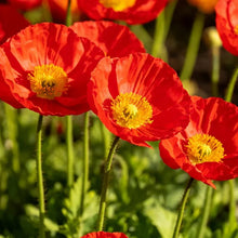 Red Poppy Seeds - Verdseeds