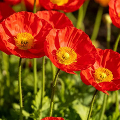 Red Poppy Seeds - Verdseeds