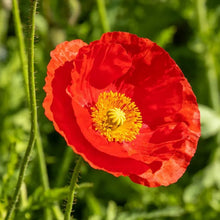 Red Poppy Seeds - Verdseeds