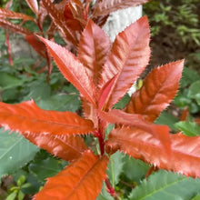 Red Robin Photinia Seeds - Verdseeds