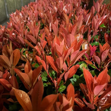 Red Robin Photinia Seeds - Verdseeds