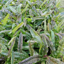 Red Romaine Lettuce Seeds - Verdseeds