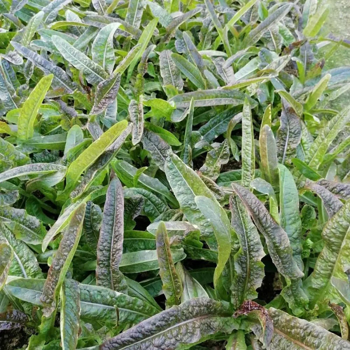 Red Romaine Lettuce Seeds - Verdseeds
