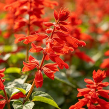 Red Sage Seeds - Verdseeds