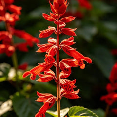 Red Sage Seeds - Verdseeds