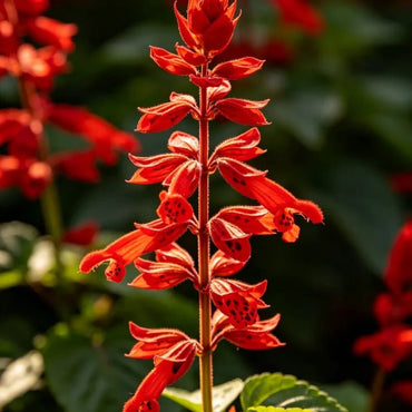 Red Sage Seeds - Verdseeds