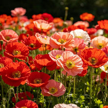 Red series mixed Poppy Seeds - Verdseeds