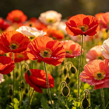 Red series mixed Poppy Seeds - Verdseeds