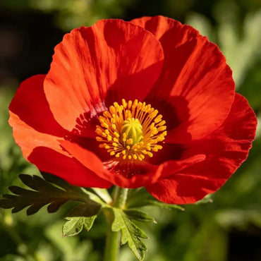 Red Single Petal California Poppy Seeds - Verdseeds