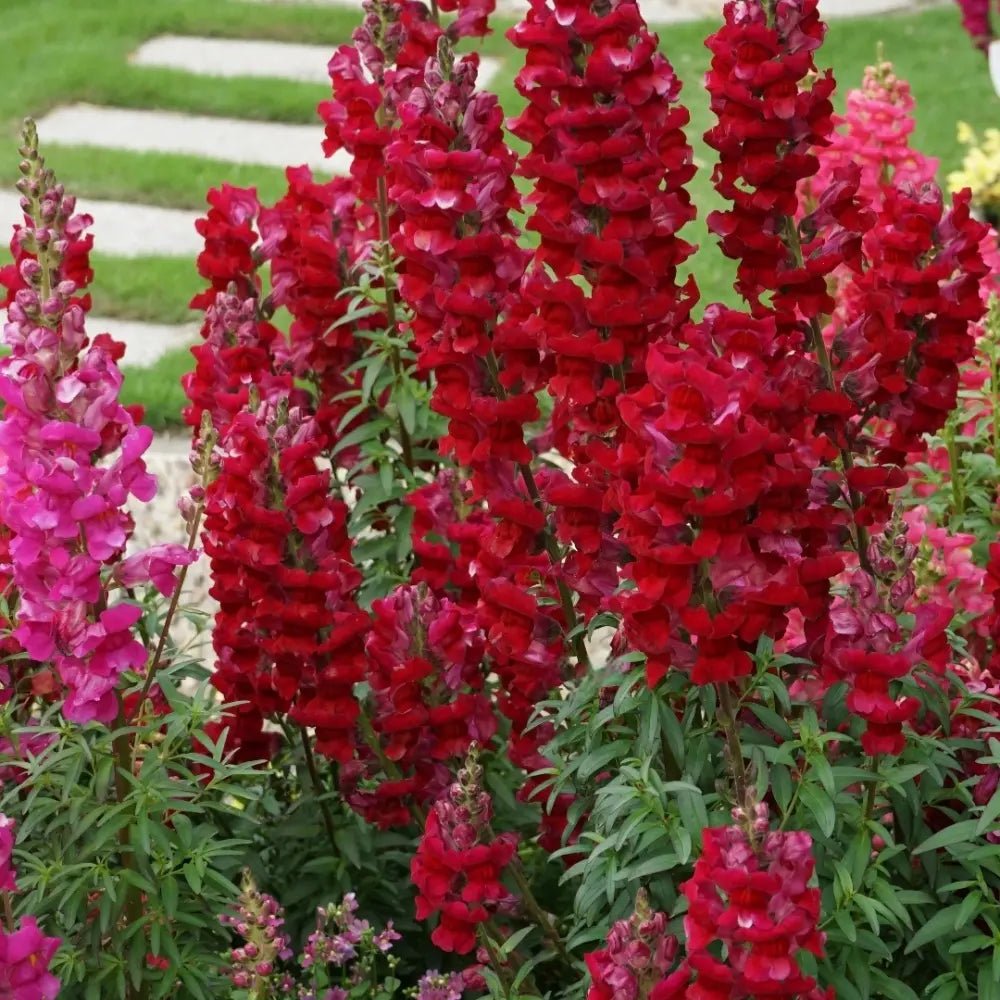 Red Snapdragon Seeds - Verdseeds