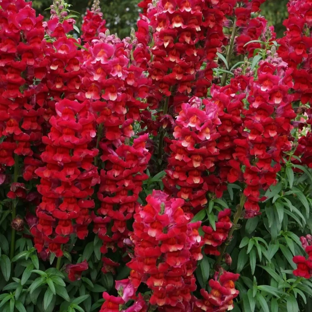 Red Snapdragon Seeds - Verdseeds
