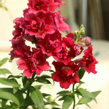 Red Snapdragon Seeds - Verdseeds