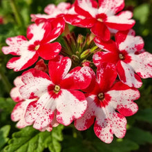 Red Spotted White Patches Verbena Seeds - Verdseeds
