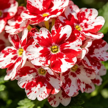 Red Spotted White Patches Verbena Seeds - Verdseeds