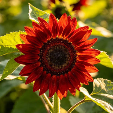 Red Sunflower Seeds - Verdseeds