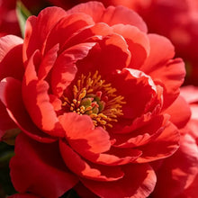 Red Tassel Flower Seed - Verdseeds
