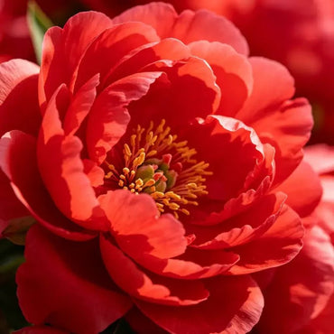 Red Tassel Flower Seed - Verdseeds
