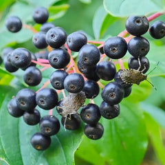 Red Twig Dogwood Seeds - Verdseeds