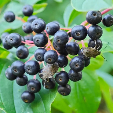 Red Twig Dogwood Seeds - Verdseeds