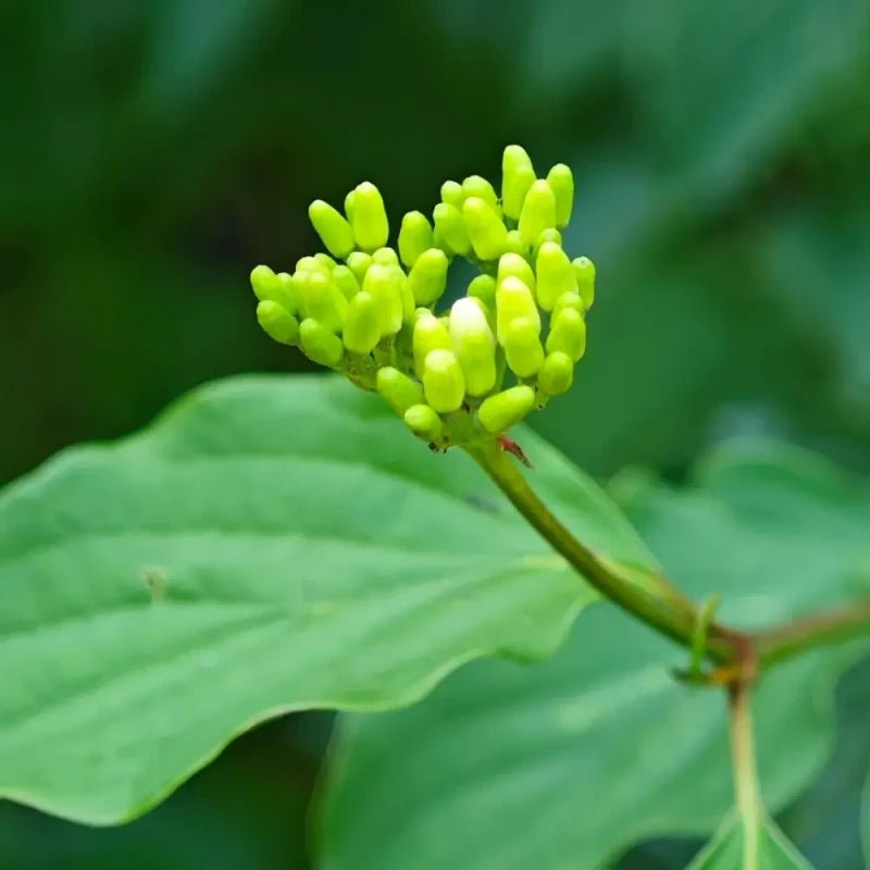 Red Twig Dogwood Seeds - Verdseeds
